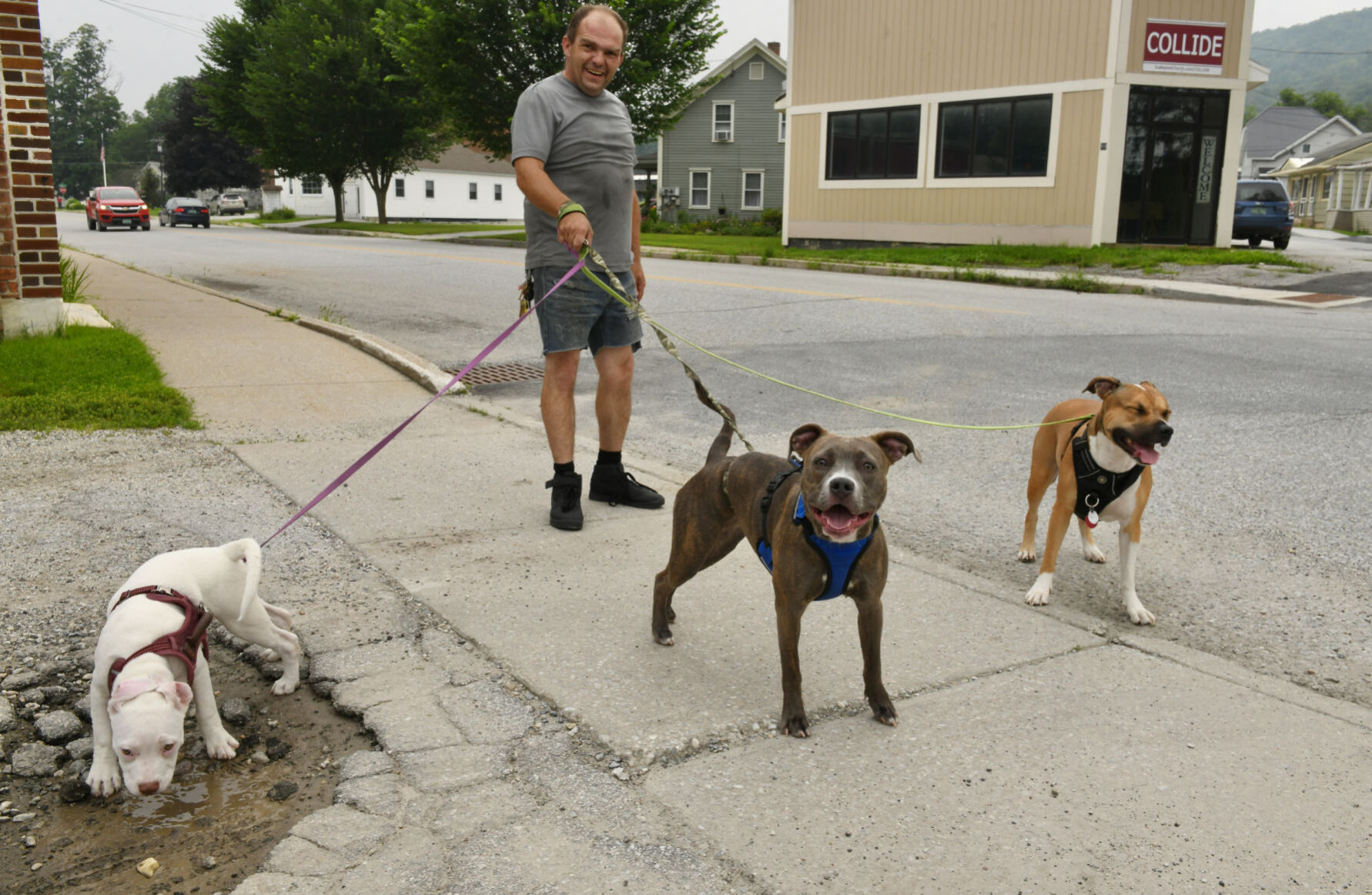 Dogs walk man